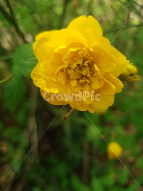 꽃송이,노란꽃,식물,봄,쏯봉우리,식물,자연,plants,nature,꽃,flower