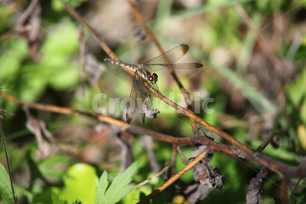 잠자리,곤충,동물,dragonfly,darner,동물,animal,곤충,벌레,insect,bug