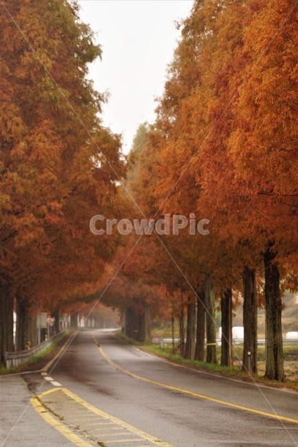 nature,tree,trees,natural scenery,emotion,fall,road,colonnade,plant,maple,Korean natural scenery,orangecolor,autumn,Metasequoia Road,orange color,Emotion,Maple,Fog