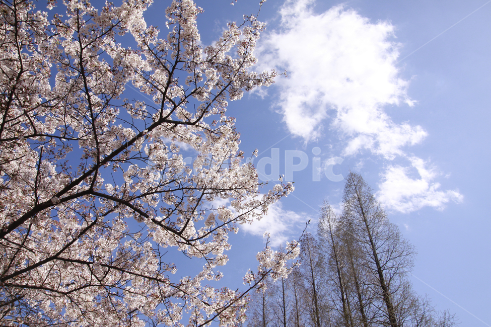 벚꽃,봄,하늘,바탕화면,풍경,배경화면,봄풍경,자연,계절,plants,nature,spring,season,flaower,봄,계절,spring,season,자연,풍경,nature,landscape,식물,plants,꽃,flower,plant