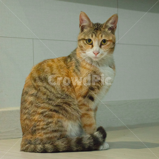 고양이,길고양이,동물,cat,animal,애완묘,귀여움,집사,냐옹이,야옹,meow,fluffy,fur,cute,cuteness,adorable,삼색고양이,초상화,portrait,straycat,kitty,kitten,암컷고양이,얌전,동물,animal,포유류,mammal,고양이,cat,kitten,kitty