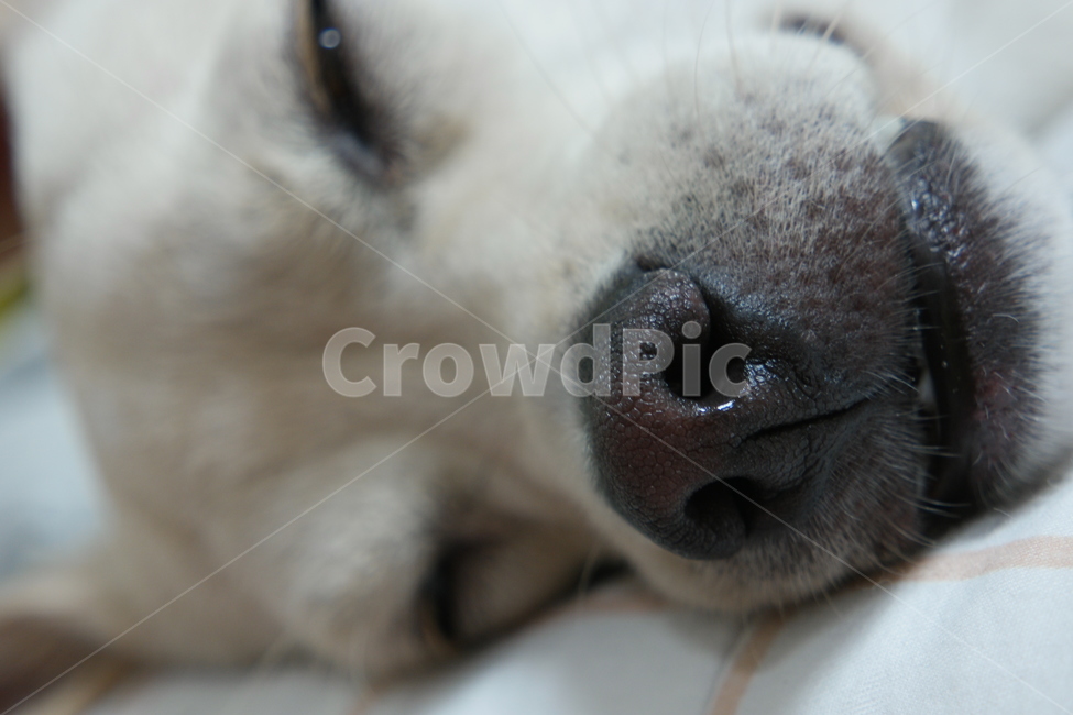 개코,개,강아지,낮잠,주둥이,까만코,동물,animal,포유류,mammal,개,강아지,dog,doggy