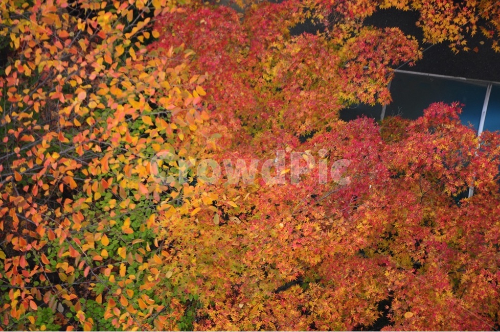 가을색,단풍,가을절정,낙엽,오색단풍,가을,계절,fall,autumn,season,식물,자연,plants,nature,leaf,잎,plant,tree,나무,maple