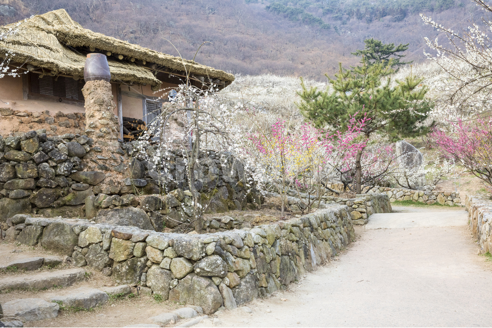 자연,풍경,경치,경관,식물,꽃,봄,봄꽃,매화,매화꽃,매실,하얀,눈꽃,산,야산,동산,농원,매실농원,매화마을,광양,한옥,초가집,초가지붕,홍매화,길,골목길,시골,옥외,outdoors,봄,계절,spring,season,한국전통,한국문화,korean traditional,korean culture