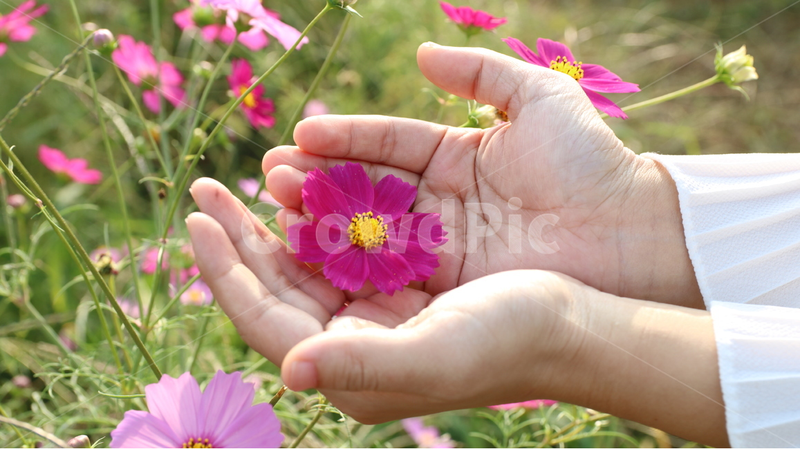 코스모스,cosmos,꽃,flower,분홍색,분홍,흰색,화이트,핑크,pink,white,color,코스모스꽃,예쁜,pretty,beautiful,아름다운,한해살이풀,꽃밭,flowergarden,가을,autumn,fall,가을,계절,fall,autumn,season,식물,자연,plants,nature,꽃,flower,finger,손가락