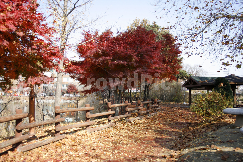 가을,단풍,하늘,나무,잎,가을,계절,fall,autumn,season,tree,plant,식물,maple,leaf