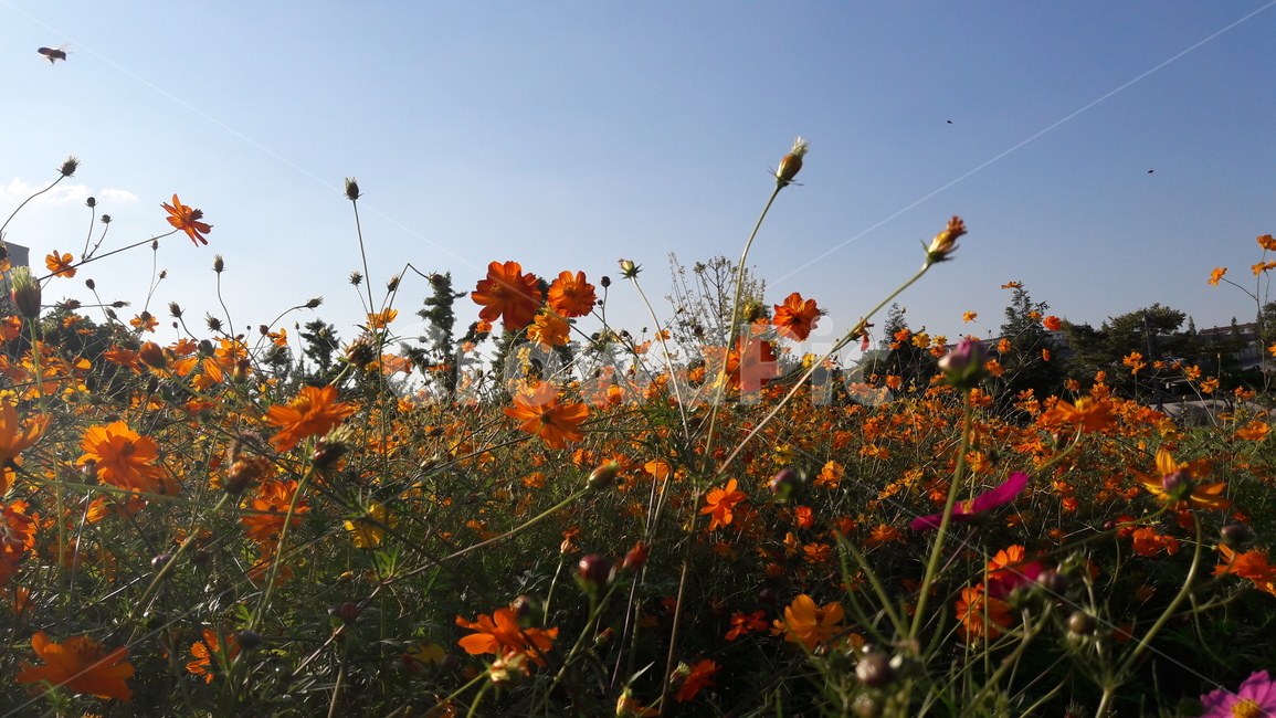 꽃,가을,하늘,아름다움,자연,가을,계절,fall,autumn,season,식물,자연,plants,nature,꽃,flower,plant,leaf,잎