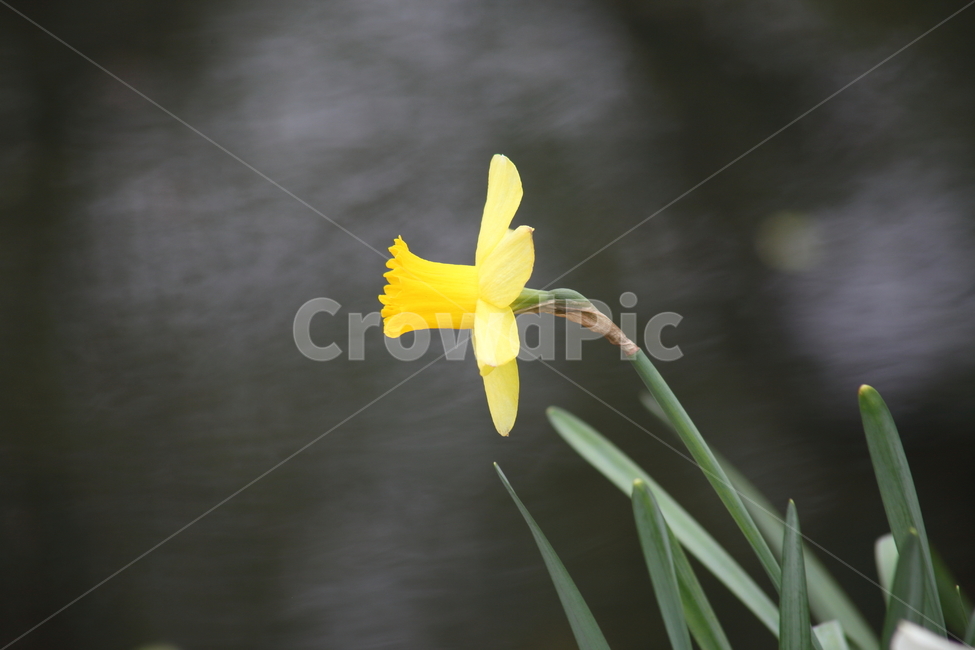 수선화,꽃,봄,노랑,narcissus