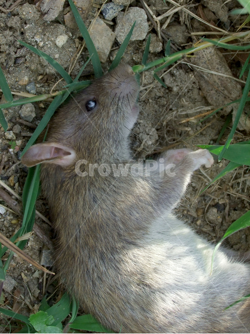 mammal,포유류,rodent,설치류,동물,animal,rat,야생쥐,들쥐,쥐,들,흙,mouse,죽음,죽은쥐,death,사망,동물,animal,포유류,mammal