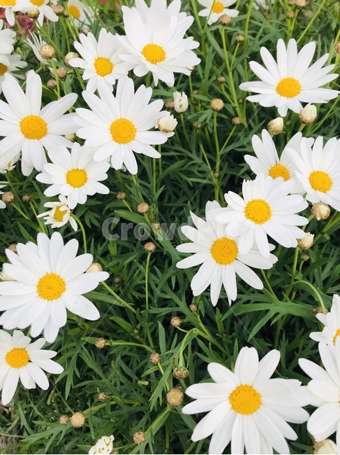 데이지,daisy,blossom,식물,flower,꽃