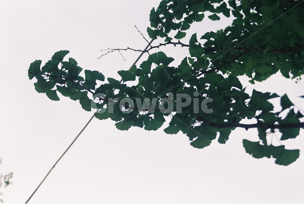 필음사진,필름,필름카메라,감성사진,은행잎,아직여름,식물,자연,plants,nature