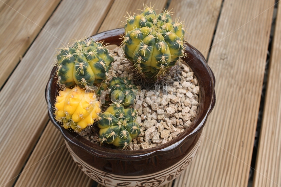 선인장,식물,자연,초록,녹색,식물,자연,plants,nature,실내용화초,화분,화초,house plant