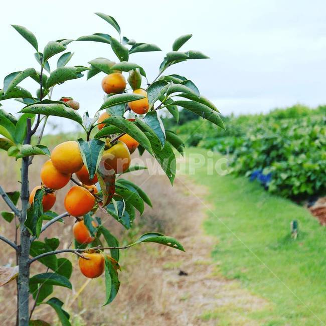 시골,감,감나무,감사진,시골풍경,식물,자연,plants,nature,과일,열매,fruit