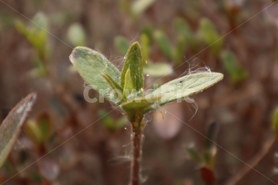 잡초,봄,꽃가루,초록색,새싹,나무,식물,식물,자연,plants,nature