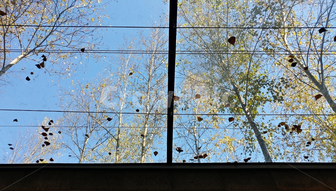 하늘,창,나무,낙엽,자연,자연,풍경,nature,landscape,window,창문,building,건물,architecture,건축물