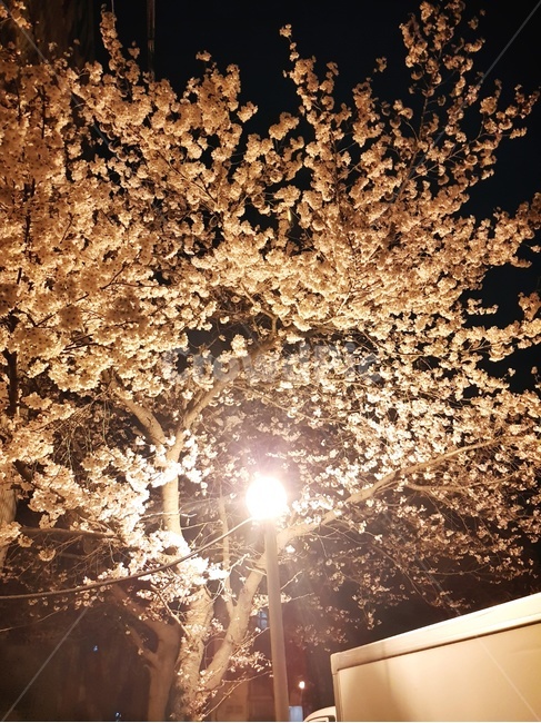 벚꽃,봄,나무,가지,감성