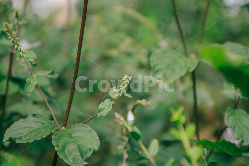 풀,자연,초록,식물,풀잎,잎,잎사귀,식물,자연,plants,nature,비,비오는날,rain,rainy
