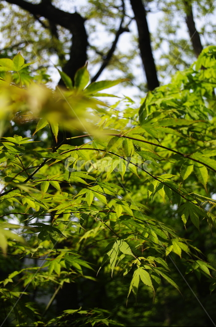숲,나무,식물,plant,봄,spring,초록,잎,식물,자연,plants,nature