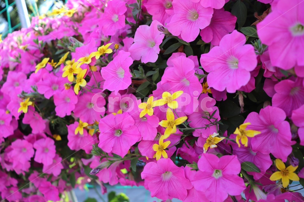꽃,flower,감성사진,봄,자연,yellowflower,pinkflower,풍경,식물
