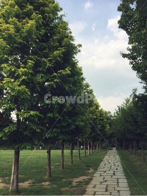 배경,하늘,나무,길,공원,background,green,path,sky,park,풍경,바탕,직선,자연,풍경,nature,landscape,tree,plant,식물