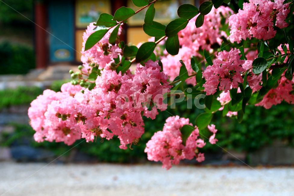 꽃,배롱꽃,분홍색,여름에피는꽃,여름,식물,자연,plants,nature,꽃,flower