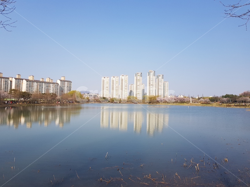 호수,공원,벚꽃,봄,도시,맑음,뷰,view,강