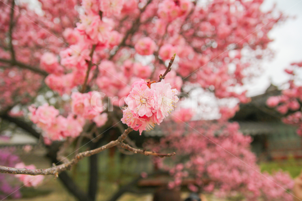 홍매화,매화,봄,꽃,고궁,자연,풍경,감성사진,매화나무,매화꽃,봄,계절,spring,season,식물,자연,plants,nature,꽃,flower,감성,sensible,feeling,plant,blossom