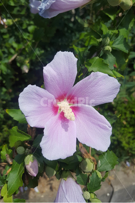 봄,식물,꽃,근접,flower,식물,자연,plants,nature,꽃,flower