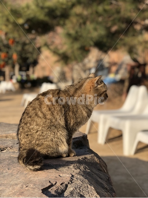 고양이,동물,고양이옆모습,귀여운,cat,animal,cute,동물,animal,포유류,mammal,고양이,cat,kitten,kitty