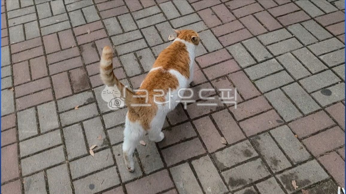 stray cat,dog cat,cat,mammalia