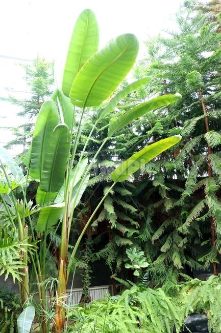 나무,부채파초,식물,열대식물,자연,식물원,식물,자연,plants,nature