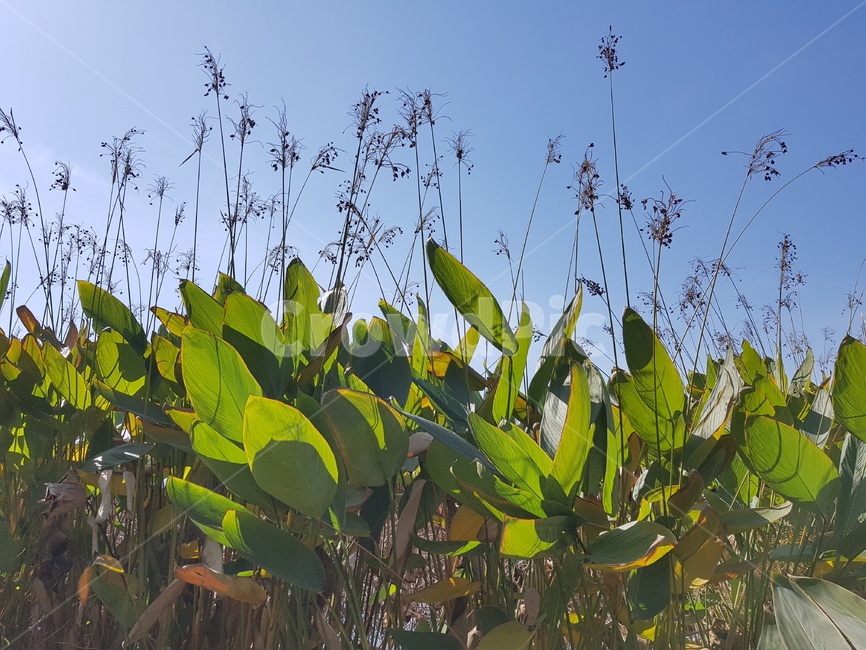 식물,풀,습지,하늘,초록,식물,자연,plants,nature