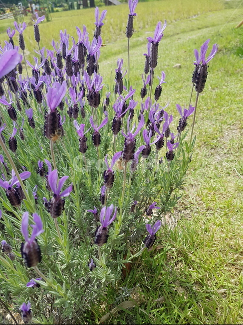 라벤더,lavender,향신료,허브,herb,풀,자연,식물