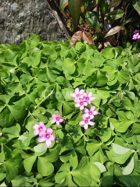 식물,꽃,plant,flower,사랑초,식물,자연,plants,nature,꽃,flower