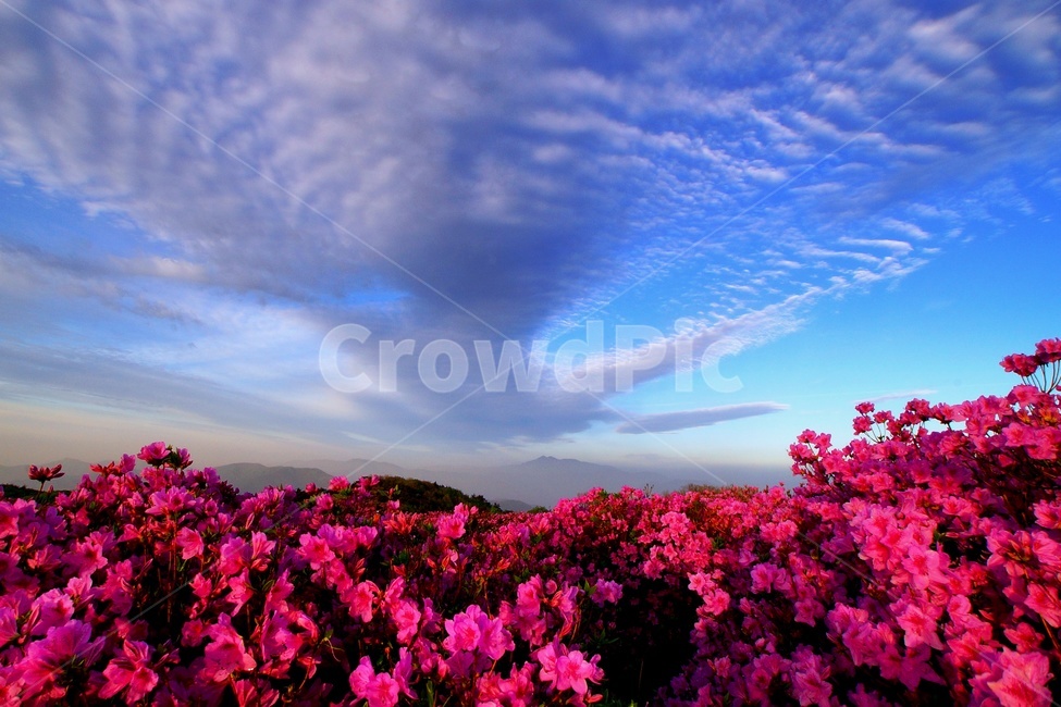 황매산,철쭉,봄,꽃동산,합천,봄,계절,spring,season,자연,풍경,nature,landscape,geranium,제라늄,blossom,꽃,flower,plant,식물,petal,꽃잎