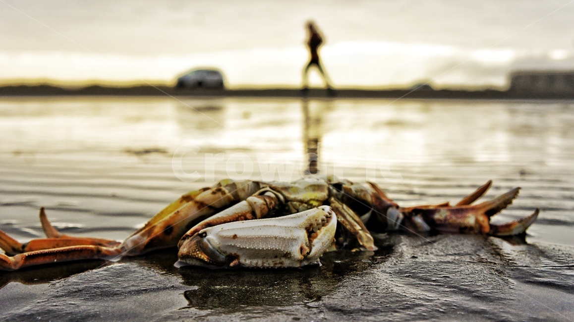 sea,seashore,jogging,crab,바닷가,조깅,게