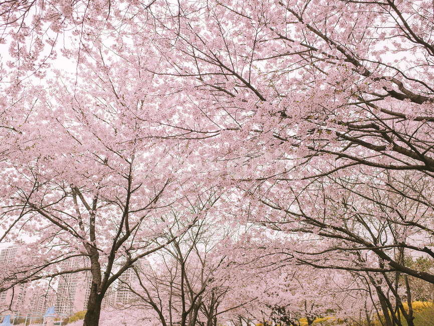 벚꽃,봄,벚꽃나무,석촌호수,자연,봄,계절,spring,season,plant,식물,flower,꽃,blossom