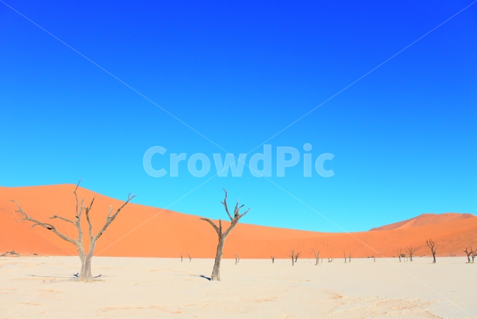 soil,흙,nature,자연,sand,모래,outdoors,옥외,dune,모래언덕,사막,나무