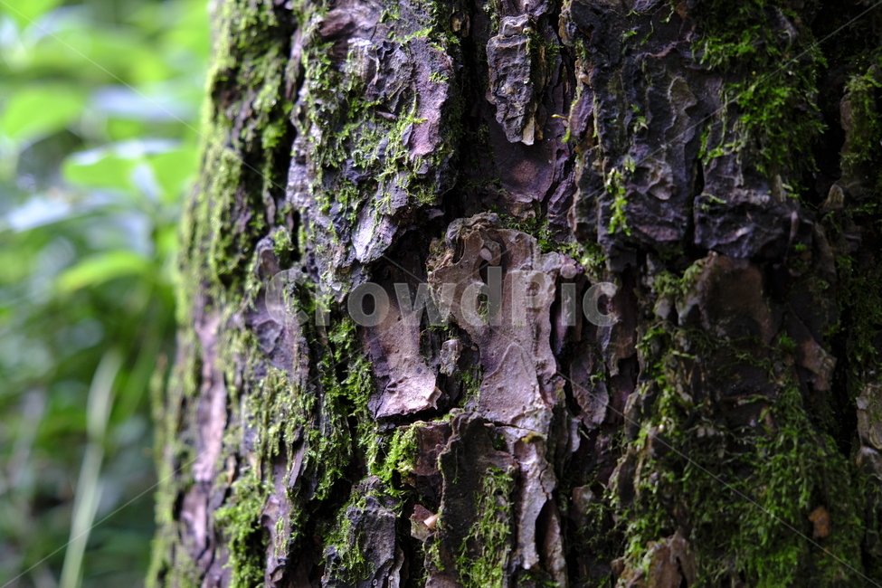 자연,숲길,숲,잎,나무,환경,잎사귀,햇살,햇빛,forest,green,trail,breeze,summer,leaf,stroll