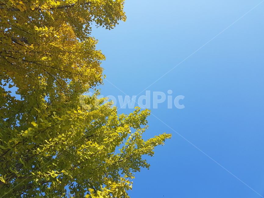 자연,가을,은행나무,파란하늘,계절,가을,계절,fall,autumn,season,자연,풍경,nature,landscape,tree,나무,plant,식물