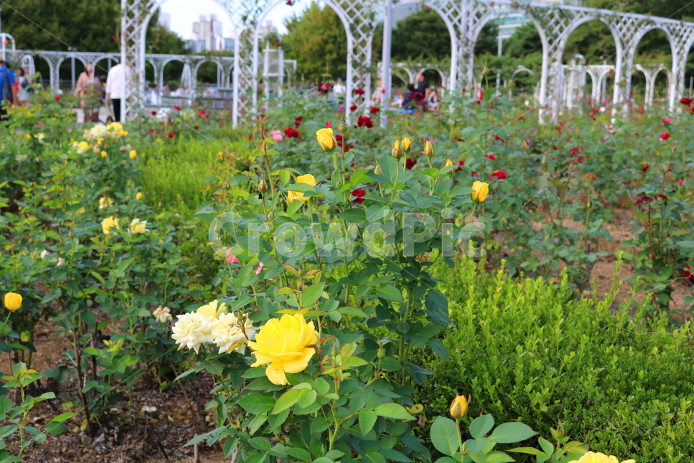 장미,장미꽃,꽃,식물,자연,란도라,노란장미,원예,관상용,식물,자연,plants,nature,꽃,flower