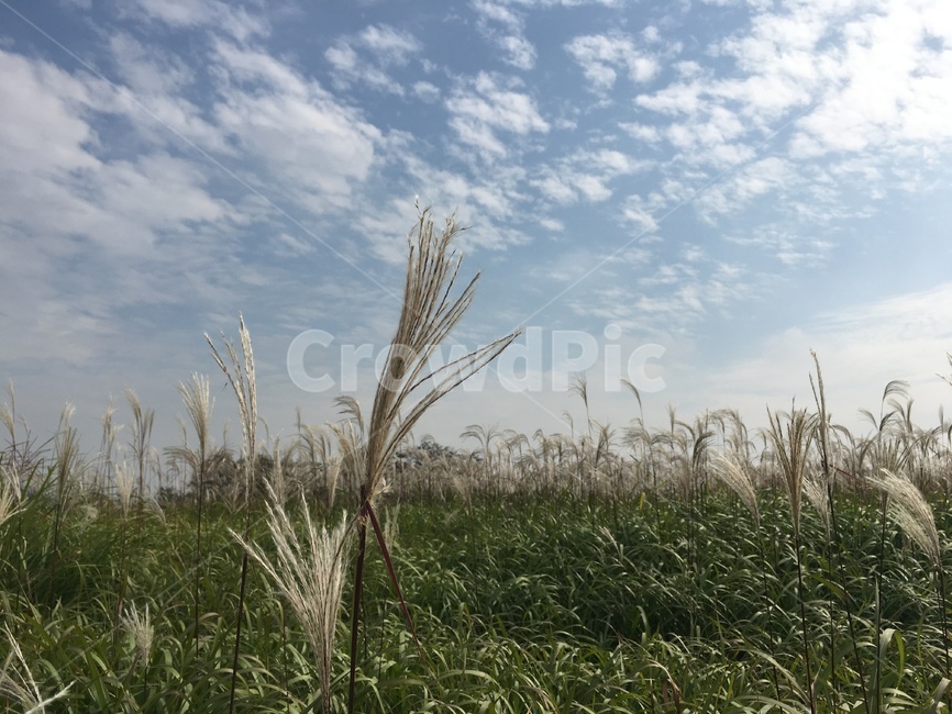 갈대,reed,풍경,공원,lawn,가을,계절,fall,autumn,season,grass,잔디,plant,식물