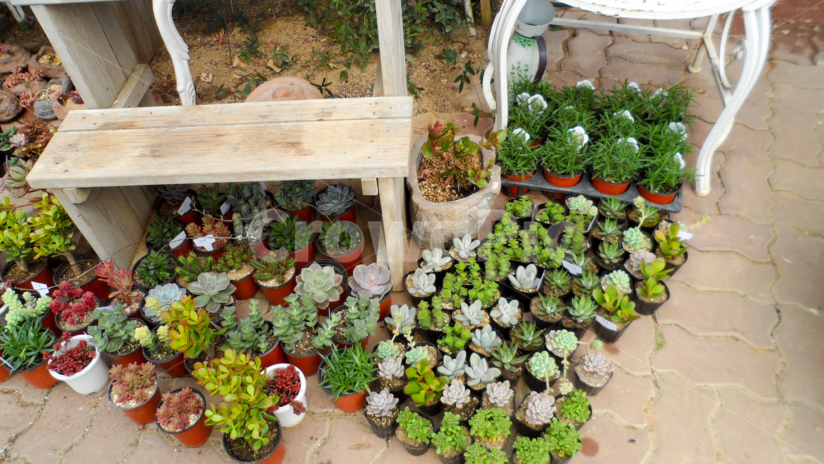 plant,식물,pottery,도기류,화분,다육이,실내용화초,화분,화초,house plant