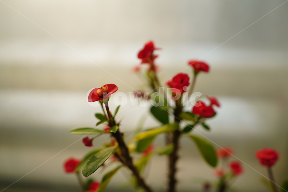 꽃,화분,취미,가지,나무,잎,색감,컬러,감성,생명,식물,느낌,레드,red,flower,꽃,flower,실내용화초,화분,화초,house plant
