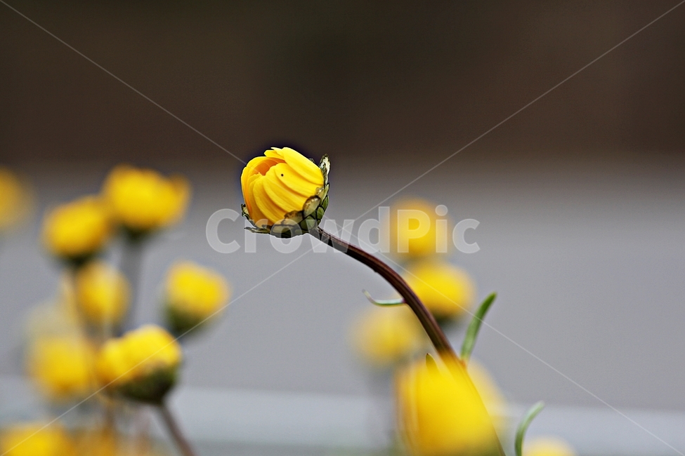 꽃,봄꽃,인천대공원,계절,자연,식물,자연,풍경,nature,landscape,식물,plants,꽃,flower,plant,blossom