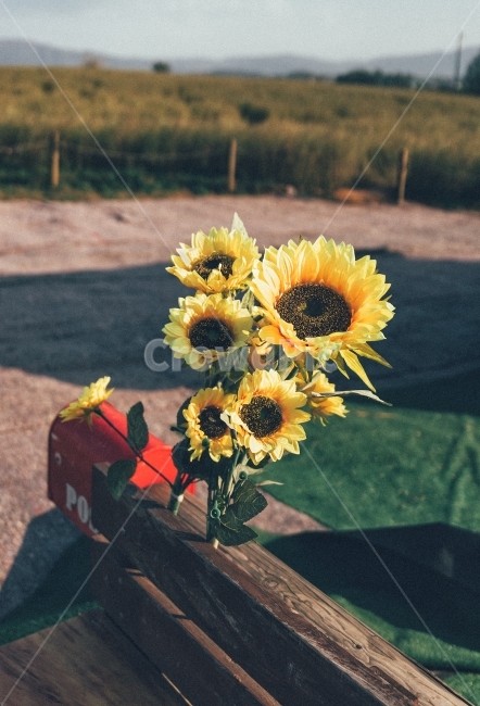 해바라기,태양,sun,꽃,풍경,flower,디테일,노랑,꽃,flower,감성,sensible,feeling
