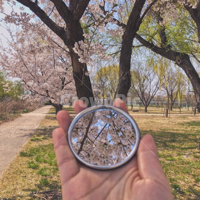 식물,tree,나무,거울,산책길,봄,소풍,손,spring,벚꽃,공원,park,봄꽃,산책