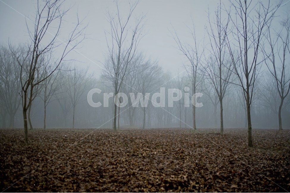 안개,새벽,여명,공원,인천,풍경,자연,풍경,nature,landscape,weather,날씨,outdoors,옥외,ground,바닥