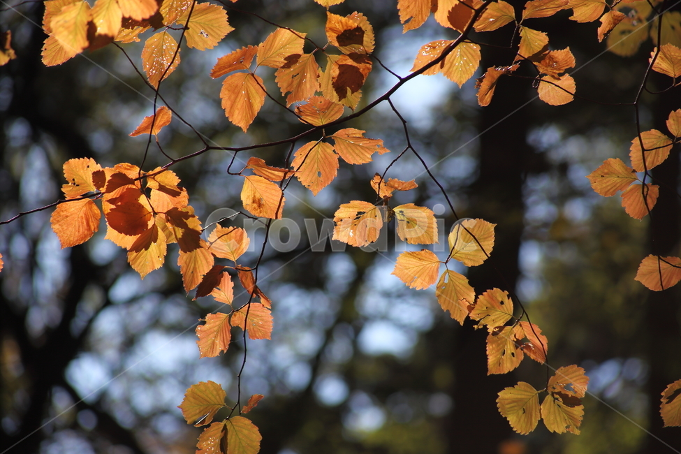 단풍,잎,식물,가을,redleaves,가을,계절,fall,autumn,season,veins,정맥,leaf,plant