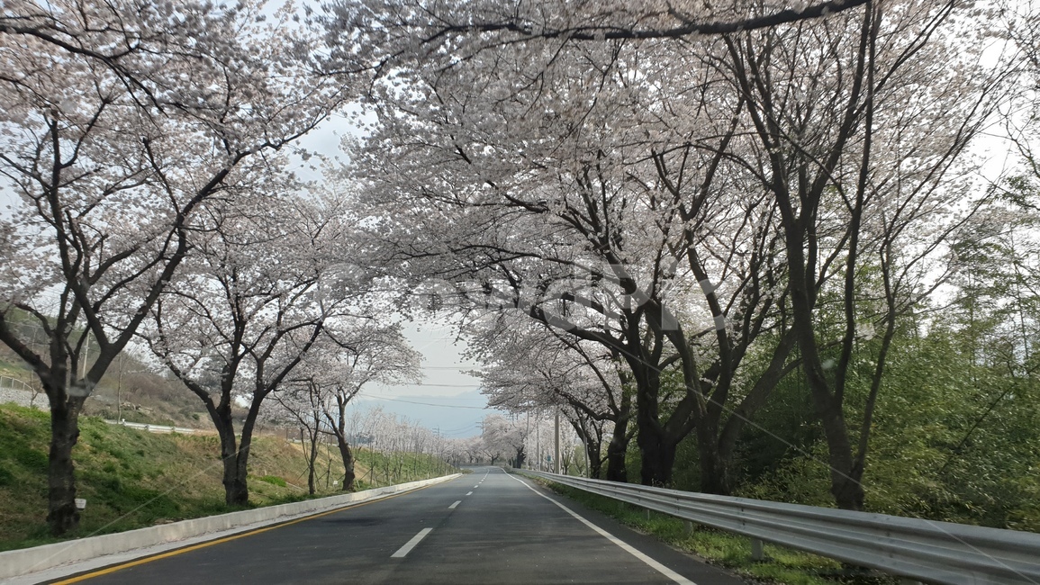벚꽃,벚꽃길,도로,봄,꽃터널